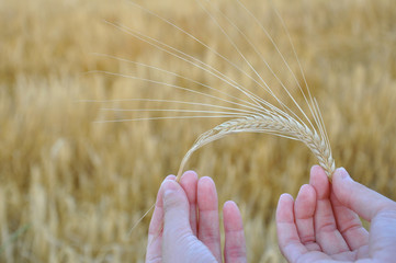 korn in der hand