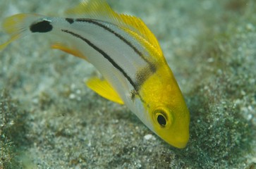 Juvenile Porkfish-Anisotremus virgincus