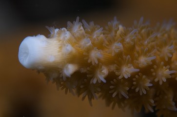 Macro of Staghorn Coral-Acropora cervicornis