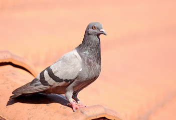 Un piccione siu &ugrave;n tetto di tegole rosse