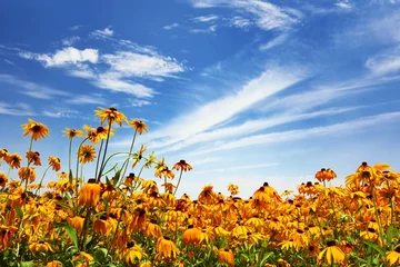 Crédence de cuisine en verre imprimé Marguerites Flower field and blue sky