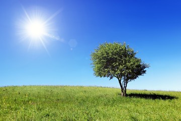 Fototapeta premium Green field and lonely tree
