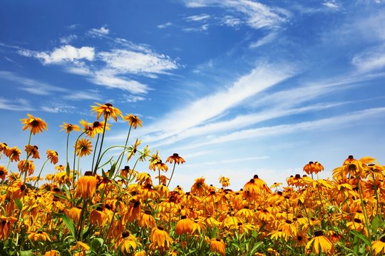 Fototapeta Flower field and blue sky