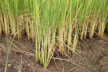 jasmine rice sprouts in dry field