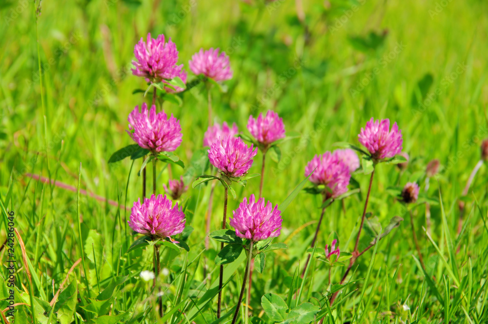 Poster klee - red clover 01