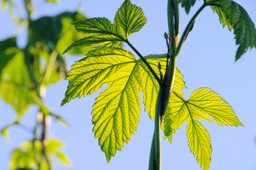 Hopfenpflanze - hop plant 08