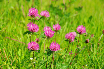 Klee - Red Clover 01 © LianeM