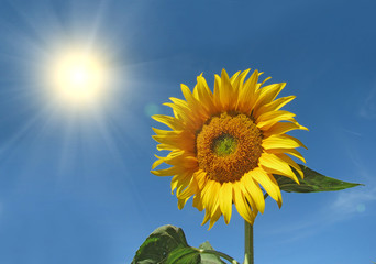 Obraz premium Sunflower against the blue sky