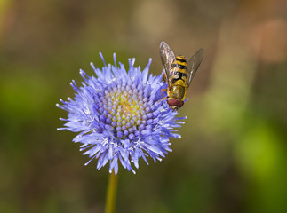 hoverfly