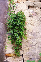 Grasses on a wall in a farmland