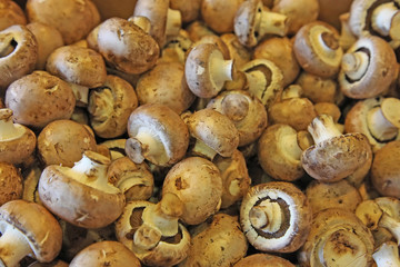 Mushrooms in a market