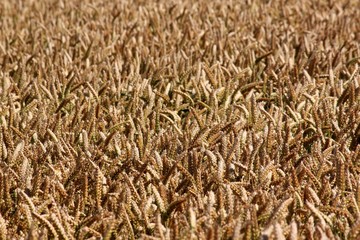 Weizenfeld