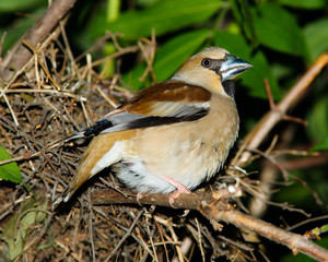 Hawfinch (Coccothraustes) by the nest.
