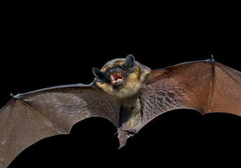 Bat 7