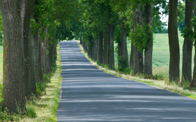 walkaway tarmac road with trees leading to unknown