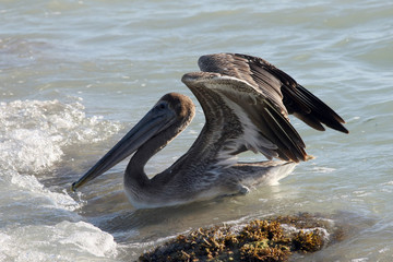 Pelikan am Strand von Key West.Key West