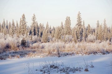 Frost On Trees, Elbow River, Alberta, Canada
