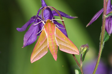 Hawk moth (Deilephila elpenor)