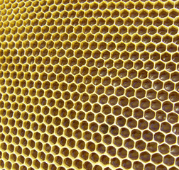 Bee honeycombs