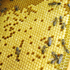 Bees on honeycombs