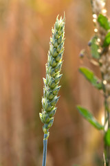 Unripe spike of wheat (lat. triticum)