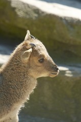 Barbary sheep - a young buck