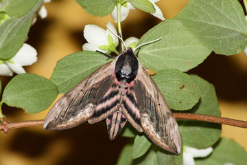 Obraz premium Hawk moth (Sphinx ligustri)