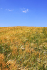 The Field of ripe Grain with the blue Sky