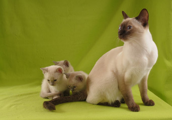 TONKINESE, CON CUCCIOLI DI 45 GG.