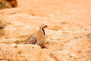 partridge during one hunted in nature