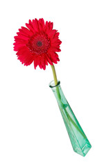 red gerber