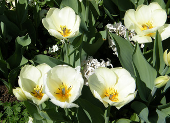 Washington White tulips April 2010