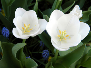 Obraz na płótnie Canvas Washington White tulips and Liriope muscari 2010