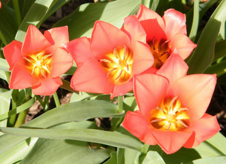 Obraz na płótnie Canvas Washington Red tulips April 2010