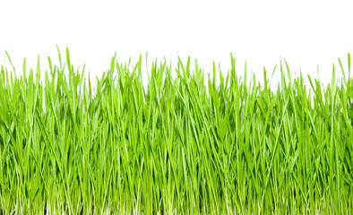 Obraz premium green grass