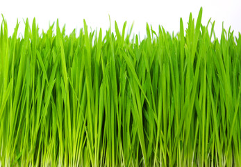 grass on white