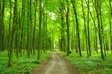 Obraz premium forest