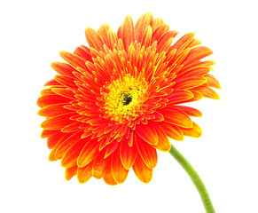 Orange gerbera