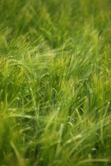 wheat field agriculture nature meadow growing food