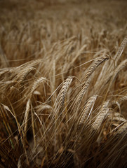 wheat field agriculture nature meadow growing food