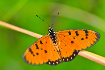 Obraz premium Orange Butterfly