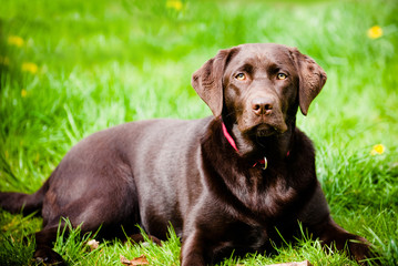 Chocolate Labrador