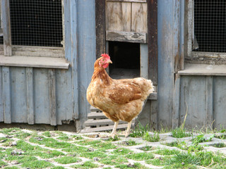 ein Huhn steht vor dem Hühnerstall