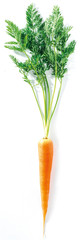 carrott with it's stalk greenery