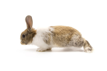 Adorable rabbit isolated on white
