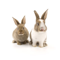 Two adorable rabbits