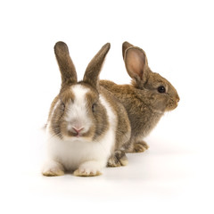 Two adorable rabbits