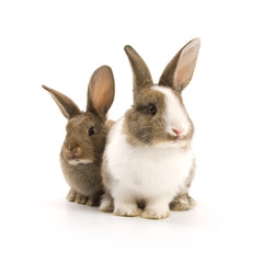 Fototapeta na wymiar Dwie urocze króliki