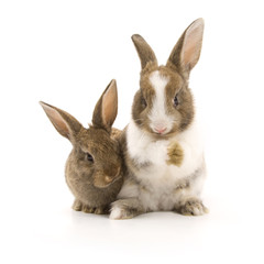 Two adorable rabbits