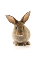 Adorable rabbit isolated on white